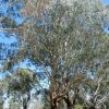 australia_06