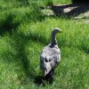 australia_09