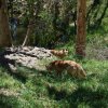 australia_11
