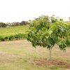 australia_112
