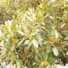 australia_117