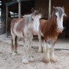 australia_119