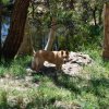 australia_12