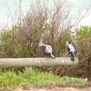 australia_124