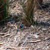 australia_13