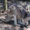 australia_14