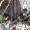 australia_18