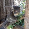australia_20