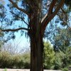 australia_21