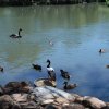 australia_22