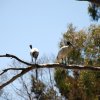 australia_23