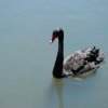 australia_25