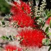 australia_27