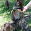 australia_30