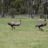 australia_33