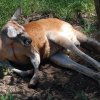 australia_34
