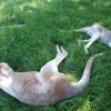 australia_36
