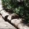australia_38