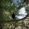 australia_39
