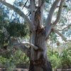 australia_40