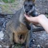 australia_42