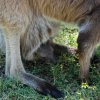 australia_43