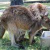 australia_44