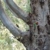 australia_45