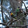 australia_46