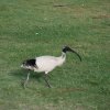 australia_60