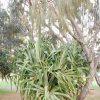 australia_68