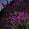 australia_77