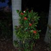 australia_78