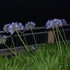 australia_79