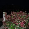 australia_81