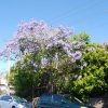 australia_84