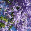 australia_85