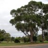 australia_91