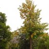 australia_93