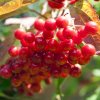 spasa_1413_resize